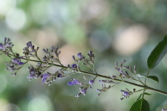 Vitex negundo
